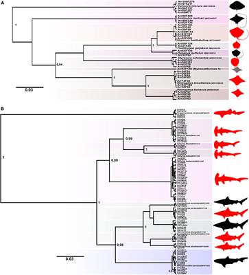 Intensive Commercialization of Endangered Sharks and Rays (Elasmobranchii) Along the Coastal Amazon as Revealed by DNA Barcode